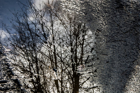 Tree reflection in puddle of waterの写真素材