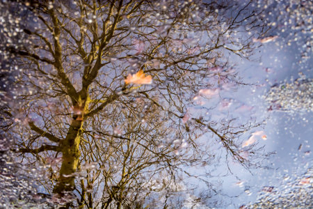 Tree reflection in puddle of waterの写真素材