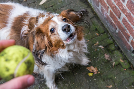 Dog barking because he wants the ballの写真素材