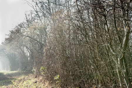 Trees on foggy morningの写真素材