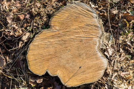 Stump with leaves around itの写真素材