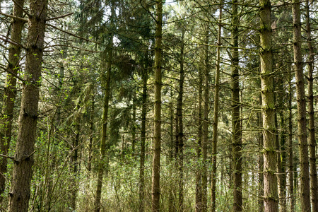Forrest treesの写真素材
