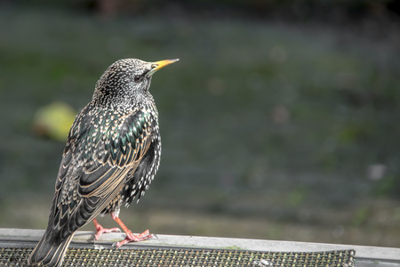 Black spotted bird sitting on tableの写真素材