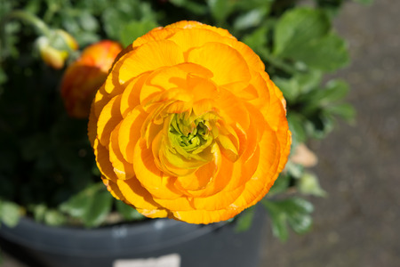 Orange ranunculus flower
