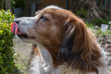 Dog posing with his head lickingの写真素材