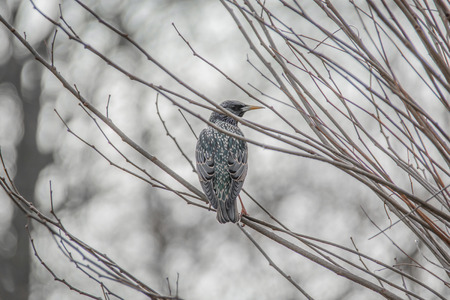 Black spotted bird sitting in treeの写真素材
