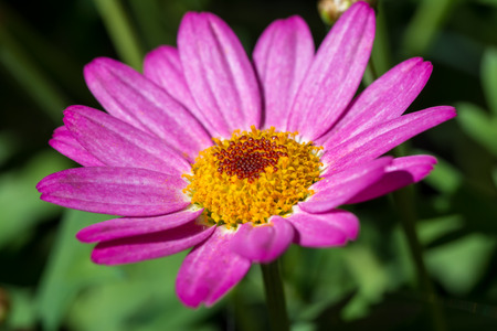 Pink daisy flowerの写真素材