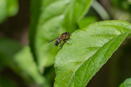 Bee sitting on leaf