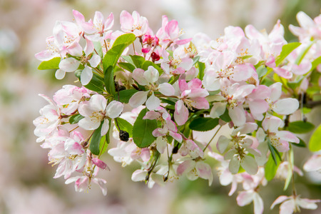 Colorful spring flowersの写真素材