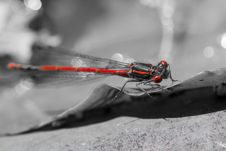 Red dragonfly on leaf with selective color on redの写真素材