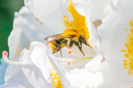 Bumble bee on flowerの写真素材