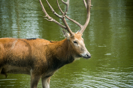 Deer in waterの写真素材