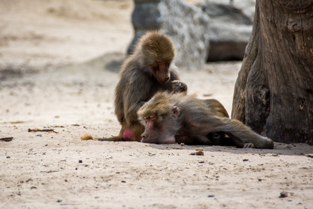 Baboon eating fleas from other baboonの写真素材