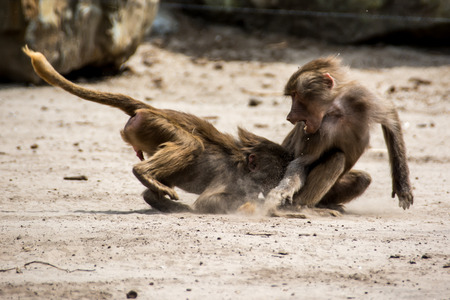 Young baboons fightingの写真素材