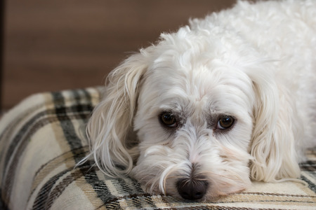 Cute maltezer dog laying on carpetの写真素材