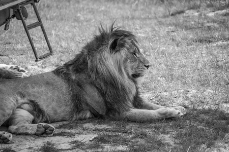 Big lion laying down