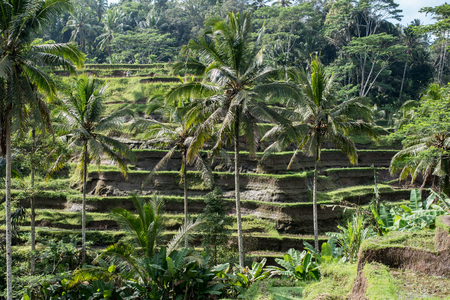 Tegalalang Rice Terrace - Bali - Indonesiaの写真素材