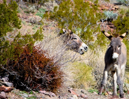 wild desert burrosの写真素材