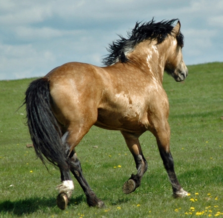 welsh cob stallionの写真素材