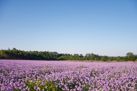 field of blooming chives at springの写真素材