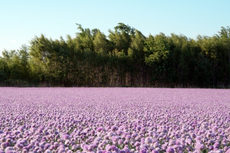 field of blooming chives at springの写真素材