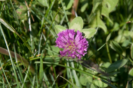 blooming clover の写真素材
