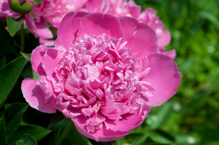 blooming pink peony in the gardenの写真素材