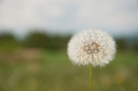 dandelion in the springtimeの写真素材