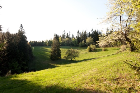 green meadow in the SUNの写真素材