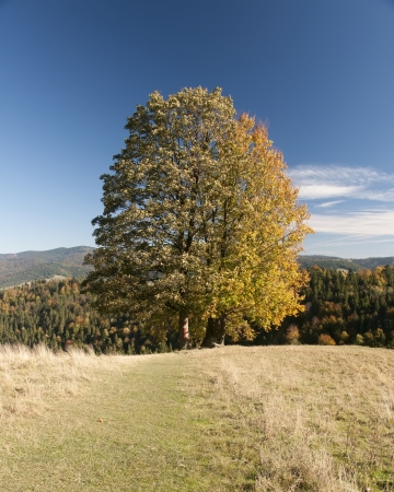 Big tree on the blue sky in the Autumnの写真素材