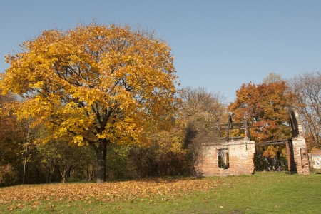 Tree with colourful leaves during the autumnの写真素材
