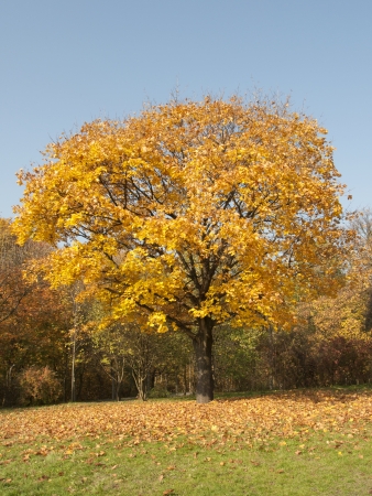 Tree with colourful leaves during the autumnの写真素材