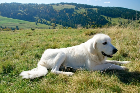 A Sheepdog on the mountain meadow in the autumnal summerの写真素材