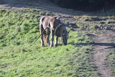 A horse on the lea durin sunny autumnal morning in the forestの写真素材