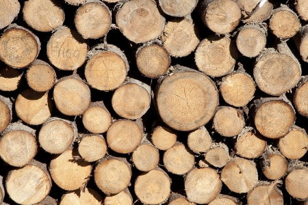 Pilled up logs of wood in the sunlightの写真素材
