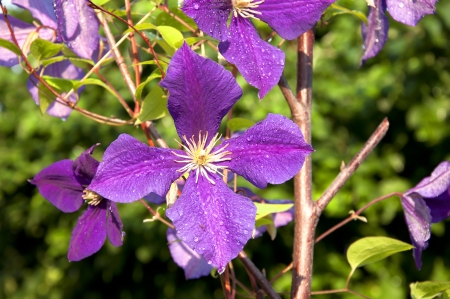 Blooming violet flower in the sunlightの写真素材