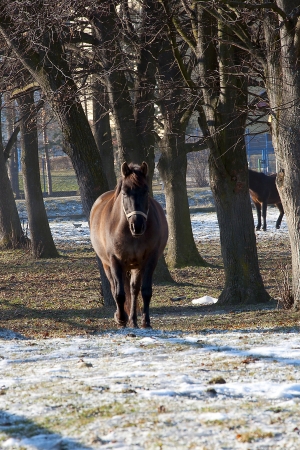 Horse on the paddock during sunny winter dayの写真素材