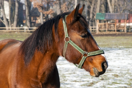 Horse on the paddock during sunny winter dayの写真素材