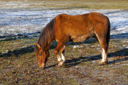 A horse on the paddock during sunny winter dayの写真素材