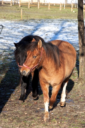 Horses on the paddock during sunny winter dayの写真素材