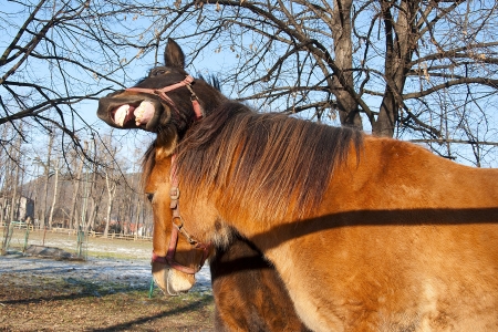 Horses on the paddock during sunny winter dayの写真素材