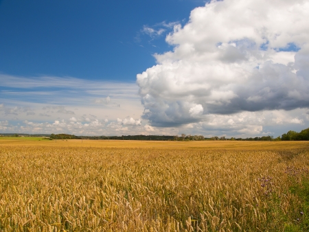 Rural landscape in the summerの写真素材