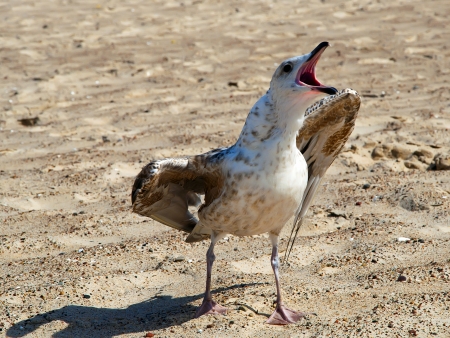 An angry seagull on the sandy beachの写真素材