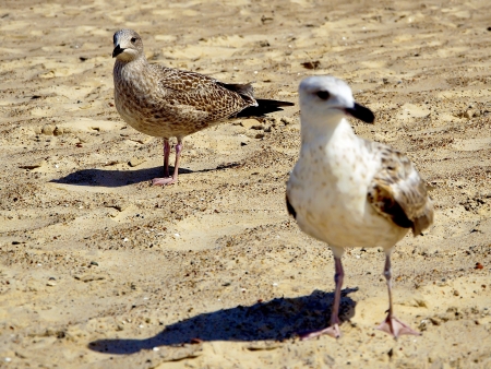 Two seagulls on the beach - sharp and blurredの写真素材