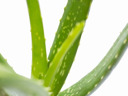 aloe vera star cactus Isolated on a white background.の写真素材