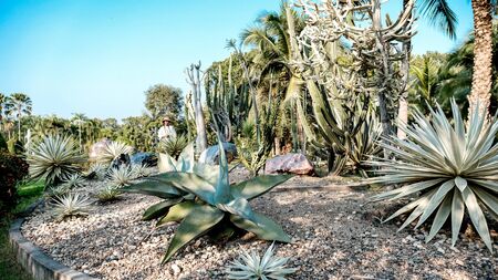 Photo of female tourists walking around the garden.の写真素材