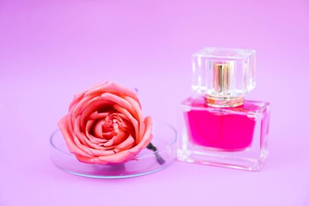 Essential oil, Rose flower, Rose perfume on white background, spa aromatherapy.の写真素材