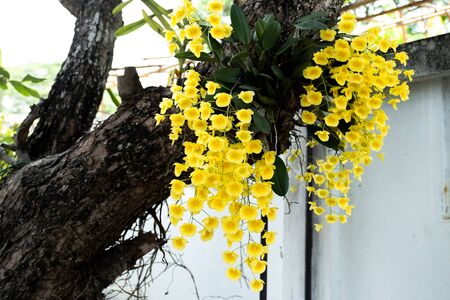 Beautiful yellow orchids on the tree in natural light.の写真素材