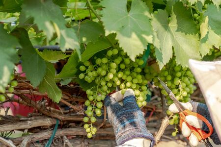 The hands of farmers use scissors to cut grapes to increase the size of the remaining grapes.