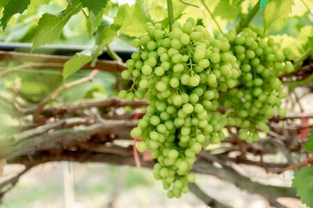 The vines are bearing many green grapes and green leaf.